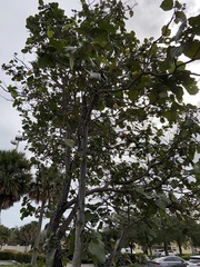 Magnoliopsida