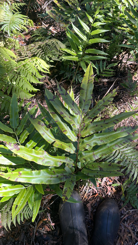 Coniogramme pilosa observed 2025-11-24