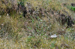 Artemisia arctisibirica