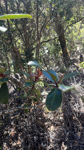 Myrsine lessertiana observed 2025-11-24