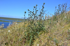 Artemisia arctisibirica