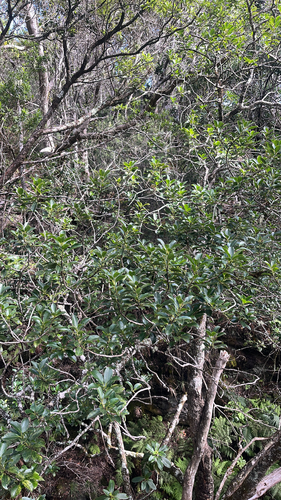 Ilex anomala observed 2025-11-25