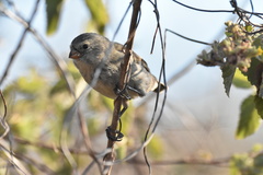 Camarhynchus parvulus