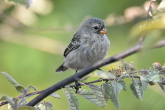 Camarhynchus parvulus