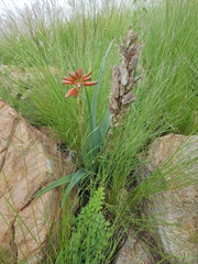 Aloe verecunda