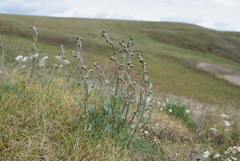 Artemisia arctisibirica