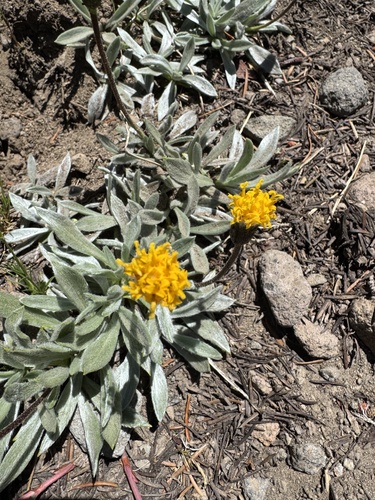 silky raillardella (Raillardella argentea)