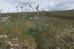 Artemisia arctisibirica