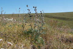 Artemisia arctisibirica