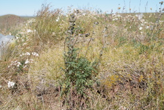 Artemisia arctisibirica