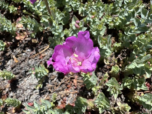 Rockfringe Willowherb (Epilobium obcordatum)