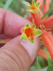 Aloe verecunda