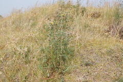 Artemisia arctisibirica