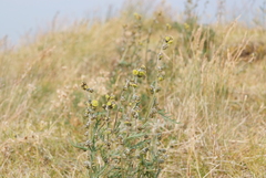 Artemisia arctisibirica