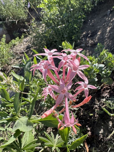 slendertube skyrocket (Ipomopsis tenuituba)