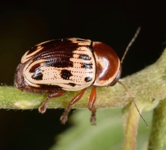 Cryptocephalus mutabilis