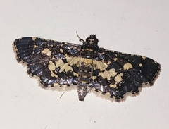 Eurrhyparodes bracteolalis