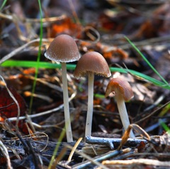 Psathyrella gracilis
