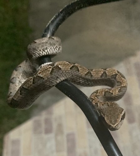 Malayan Pit Viper