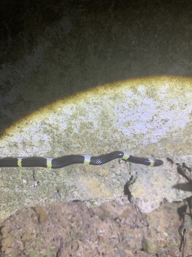 Laotian Wolf Snake