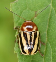 Cryptocephalus venustus