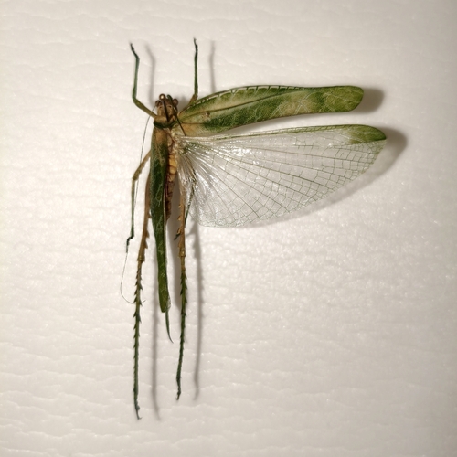 Diogena fausta