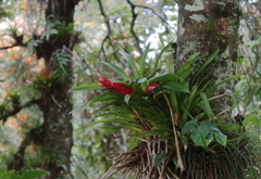 Tillandsia multicaulis