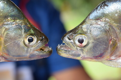 Serrasalmus maculatus