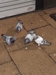 Columba livia domestica