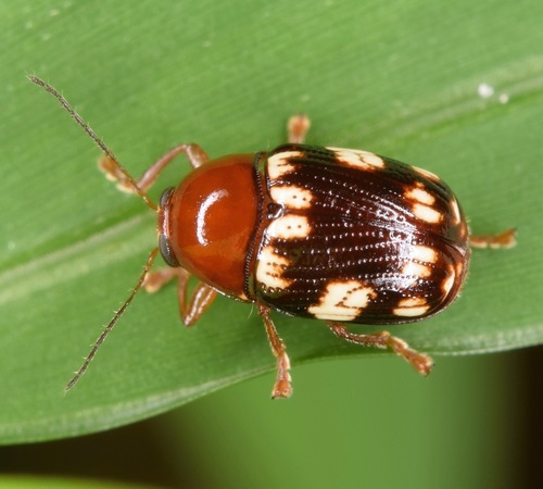 Cryptocephalus badius Suffrian, 1852