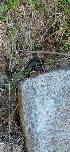 Lowlands Copperhead sighting