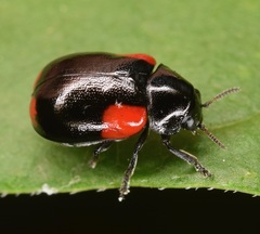 Babia quadriguttata