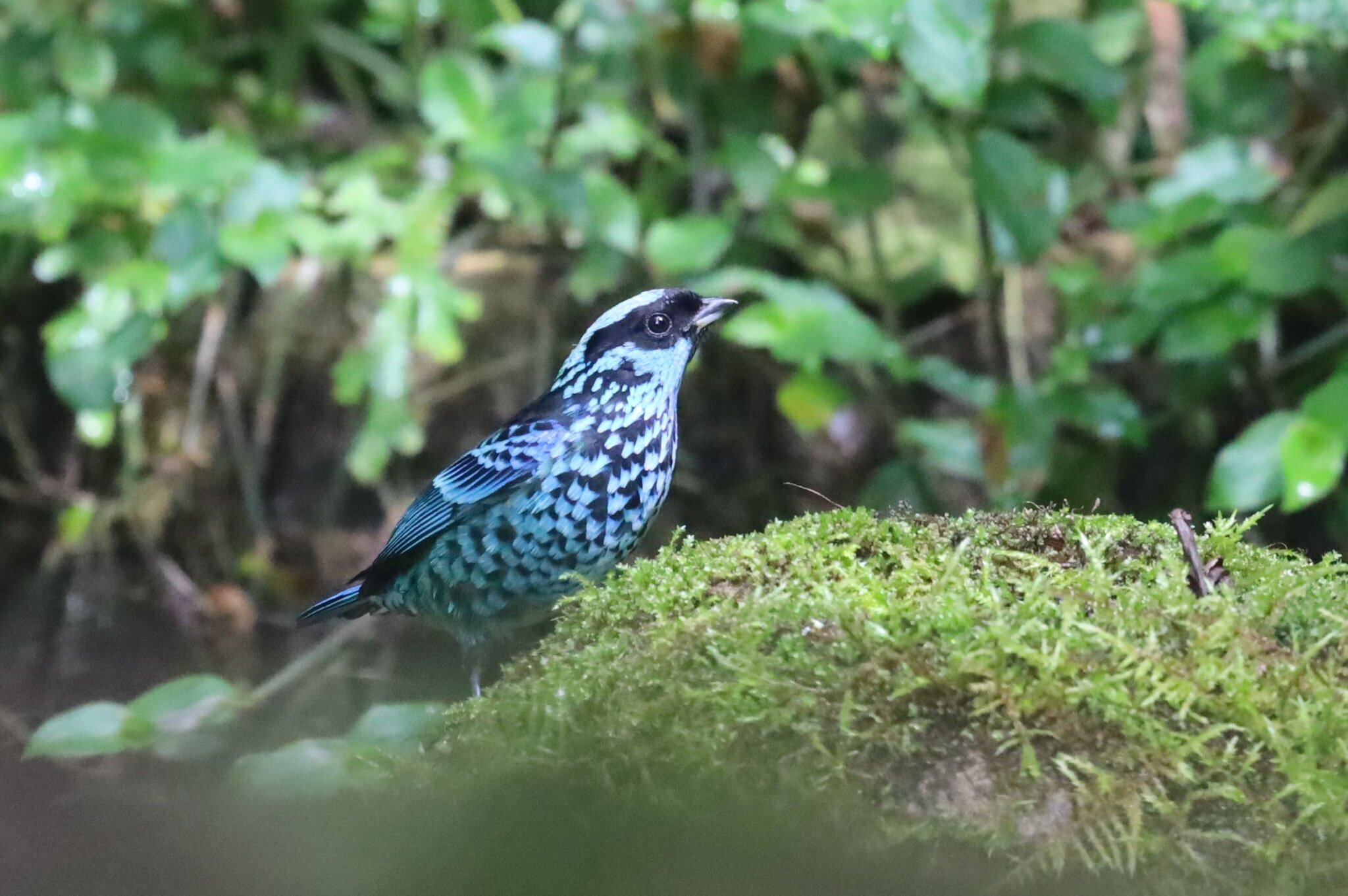 Beryl-spangled Tanager illustration
