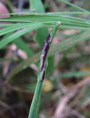 Ustilago scrobiculata