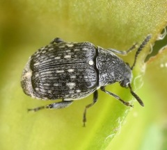 Acanthoscelides alboscutellatus