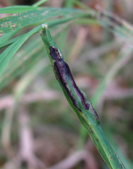 Ustilago scrobiculata