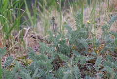 Artemisia arctisibirica