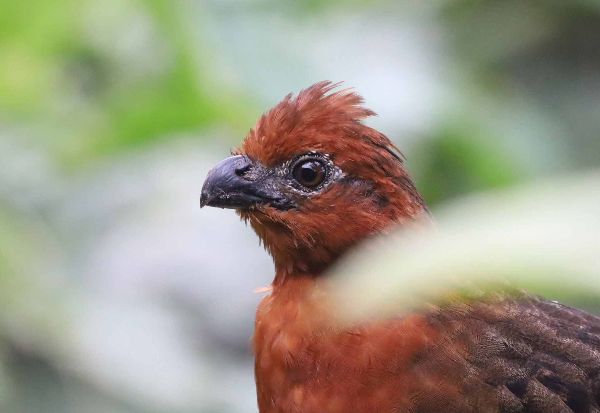Chestnut Wood Quail (Odontophorus hyperythrus), photo 7