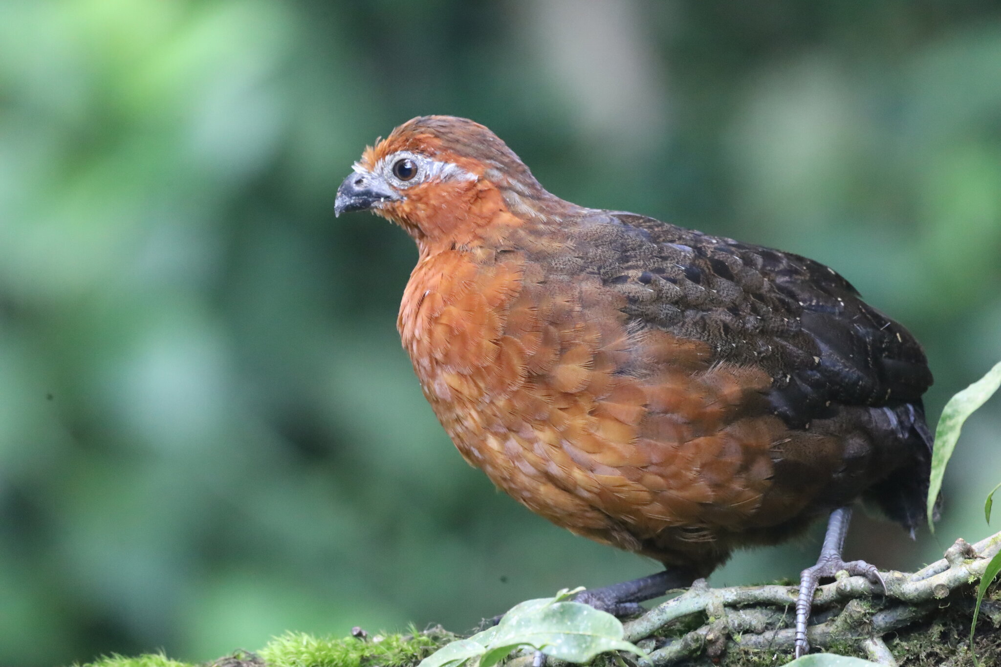 Chestnut Wood Quail (Odontophorus hyperythrus), photo 8