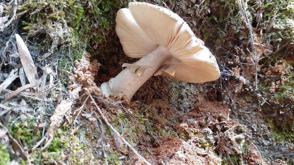 Amanita nothofagi · November 2025 · photo: © aardvark04 (iNaturalist, cc0)