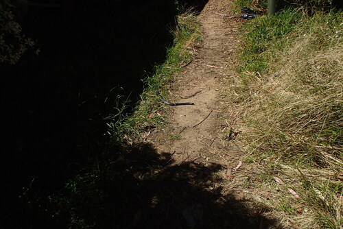 Red-bellied Black Snake sighting