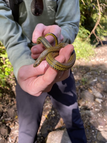 Thick Graceful Brown Snake