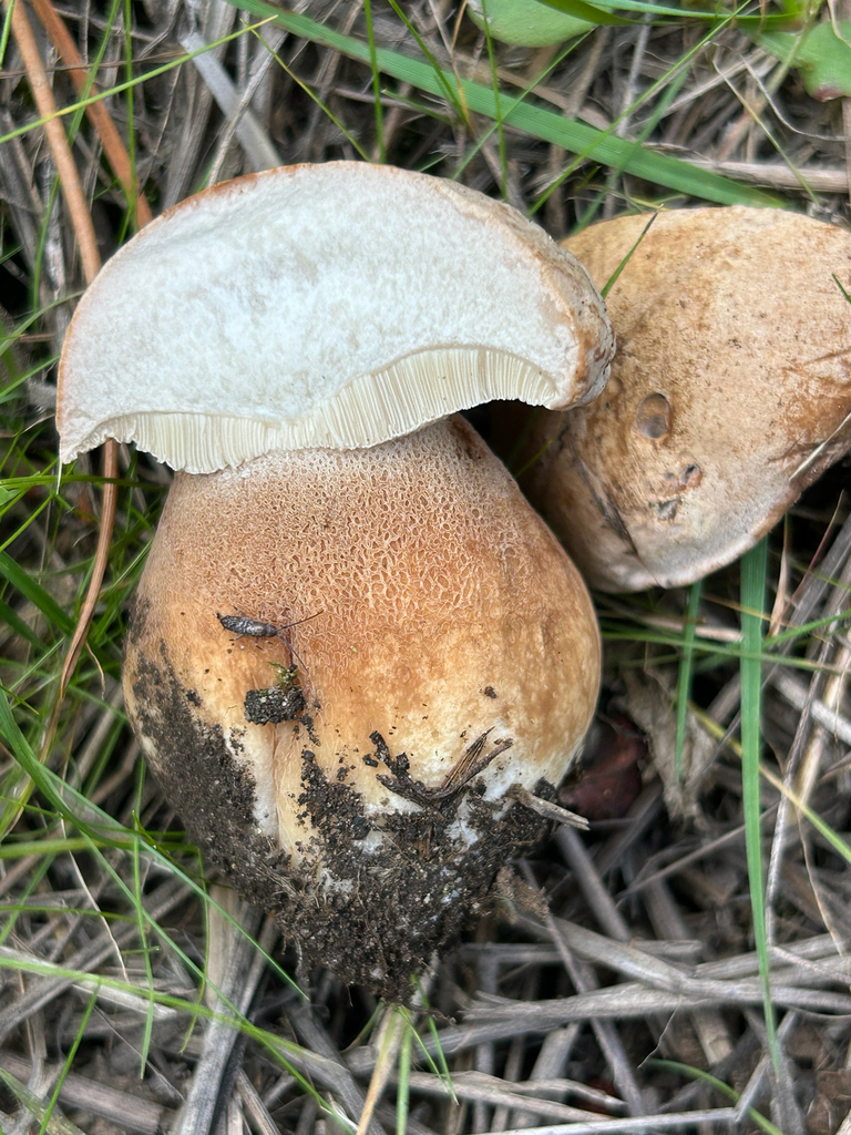 Boletus edulis · November 2025 · photo: © benjaminlemmond (iNaturalist, cc-by)