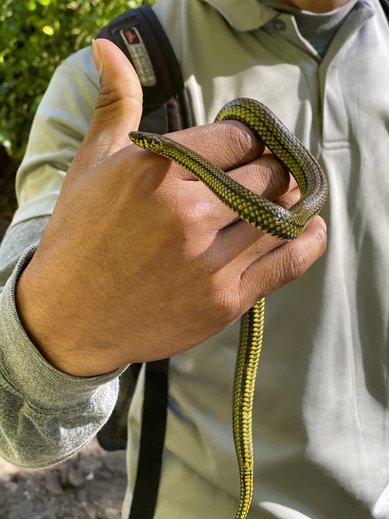 Thick Graceful Brown Snake