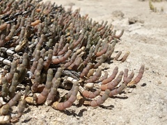 Salicornia pachystachya image