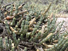 Salicornia pachystachya image