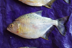 Serrasalmus maculatus