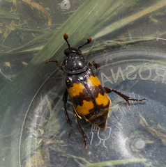 Nicrophorus interruptus