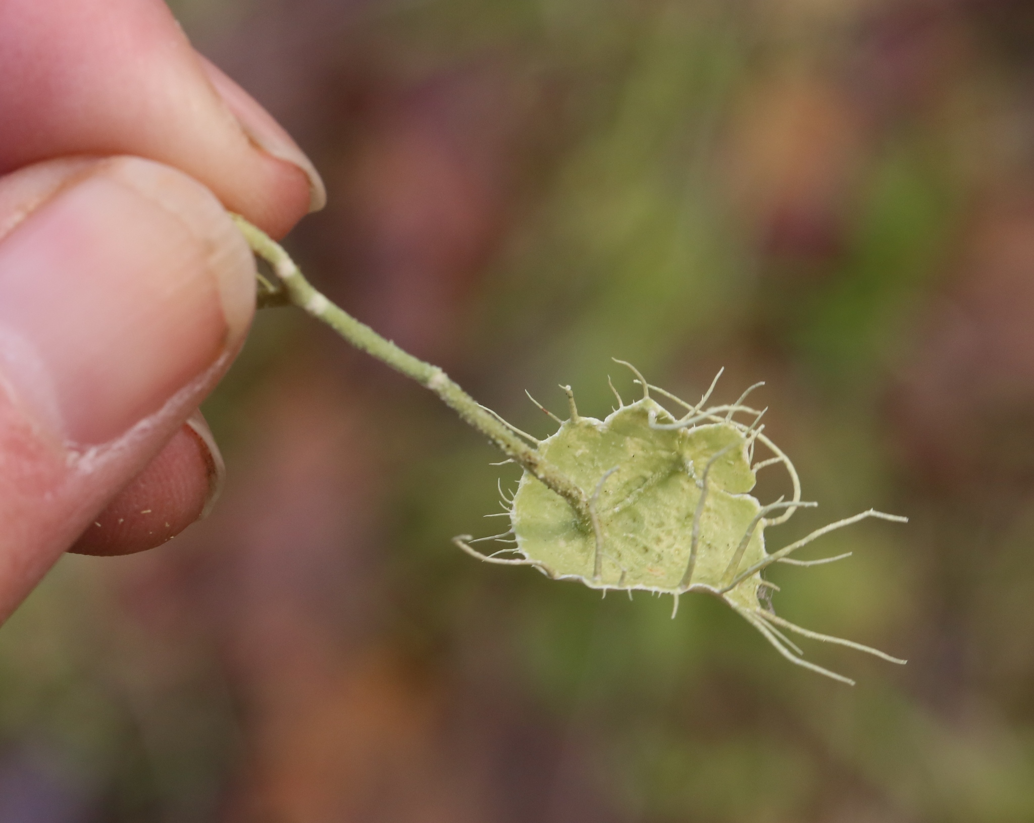 Parmeliaceae image