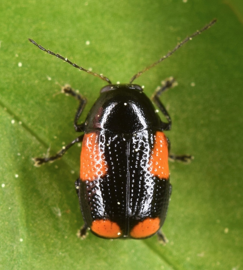 Black and Red Sumac Leaf Beetle